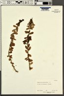 Image of Sempervivum globiferum