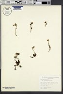 Sedum dasyphyllum var. glanduliferum image