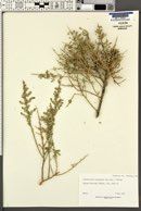 Glossopetalon spinescens var. spinescens image