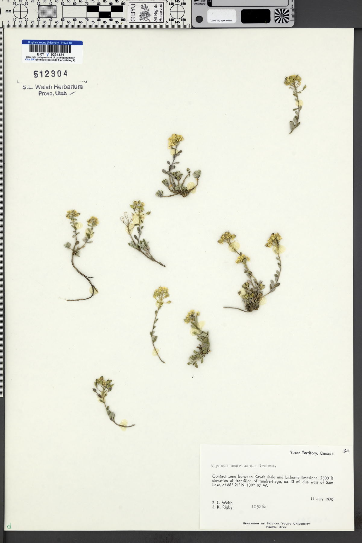 Alyssum americanum image