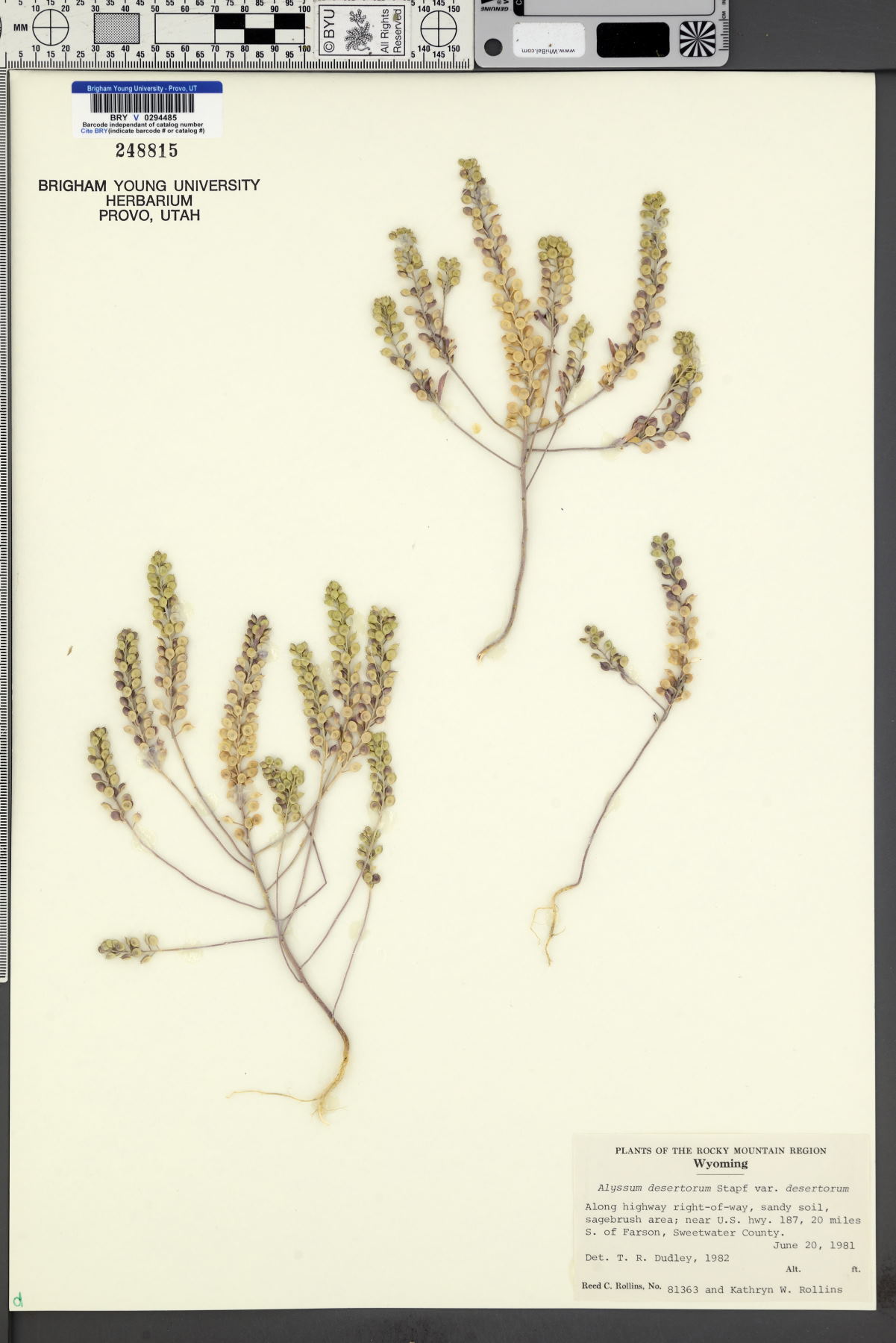 Alyssum desertorum var. desertorum image