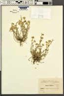 Alyssum montanum image