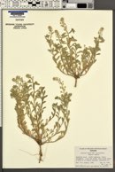 Alyssum simplex image