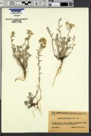 Alyssum tortuosum image