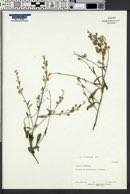 Alyssum argenteum image