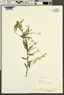 Alyssum saxatile image
