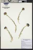 Eriastrum densifolium subsp. austromontanum image