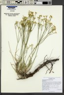 Eriogonum mitophyllum image