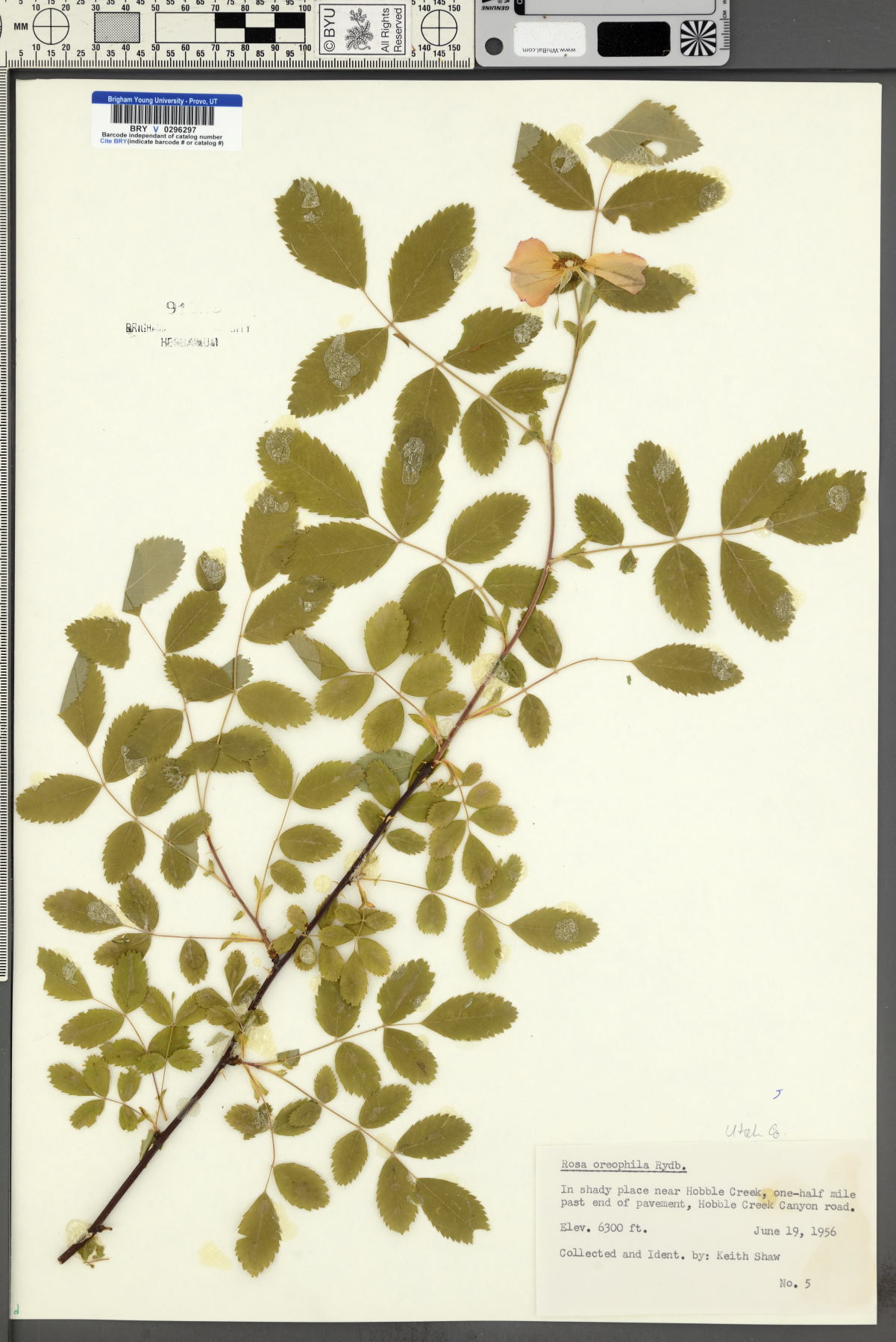 Rosa oreophila image