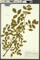 Rosa oreophila image