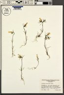 Linanthus dichotomus image