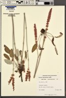 Eriogonum racemosum image
