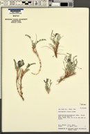 Astragalus zionis image