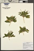 Strigosella africana image