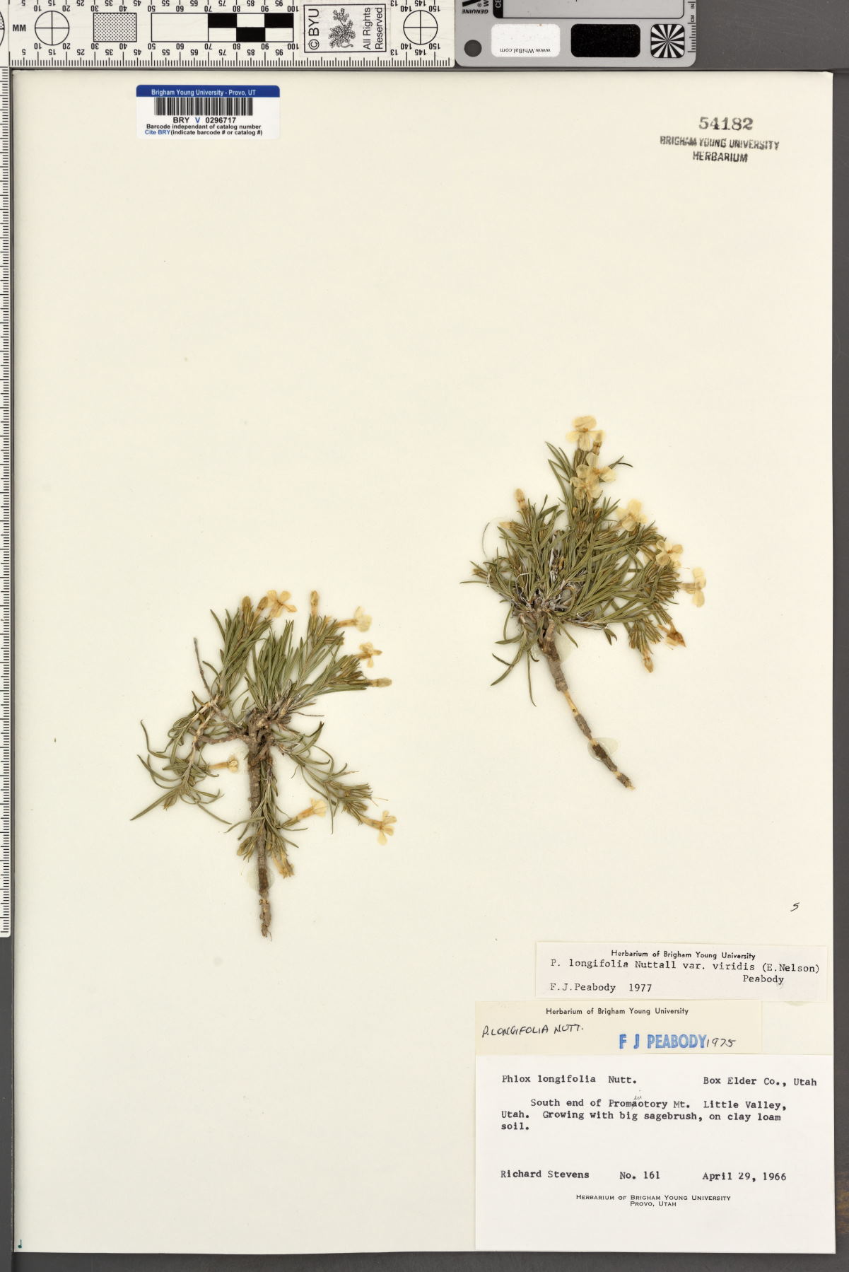 Phlox longifolia var. viridis image