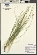 Sphaeralcea leptophylla image