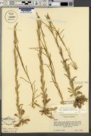 Boechera pinetorum image
