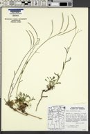 Arabis microphylla image