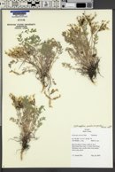 Astragalus purshii var. purshii image