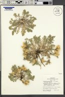 Astragalus purshii image