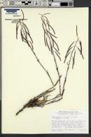 Arabis pulchra var. gracilis image
