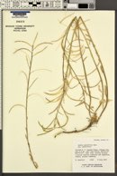 Arabis sparsiflora var. sparsiflora image