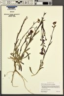 Boechera sparsiflora var. sparsiflora image