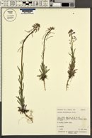 Arabis sparsiflora image