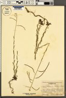 Arabis sparsiflora var. subvillosa image