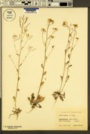 Arabidopsis arenosa subsp. arenosa image