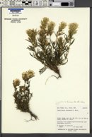 Castilleja angustifolia var. flavescens image