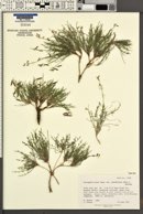 Astragalus miser var. tenuifolius image
