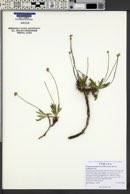 Eriogonum panguicense image