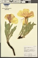 Oenothera howardii image