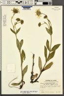 Pentacalia amplexicaulis image