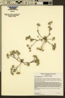 Eriastrum diffusum subsp. diffusum image