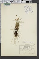Carex dioica image