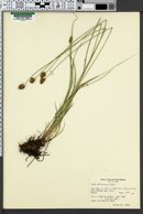 Carex athrostachya image