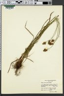 Carex multicostata image