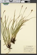 Carex stenochlaena image