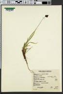 Carex heteroneura var. epapillosa image