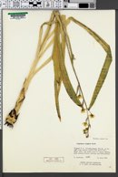 Zigadenus elegans image