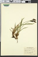 Carex scopulorum var. chimaphila image