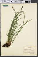 Carex miserabilis image