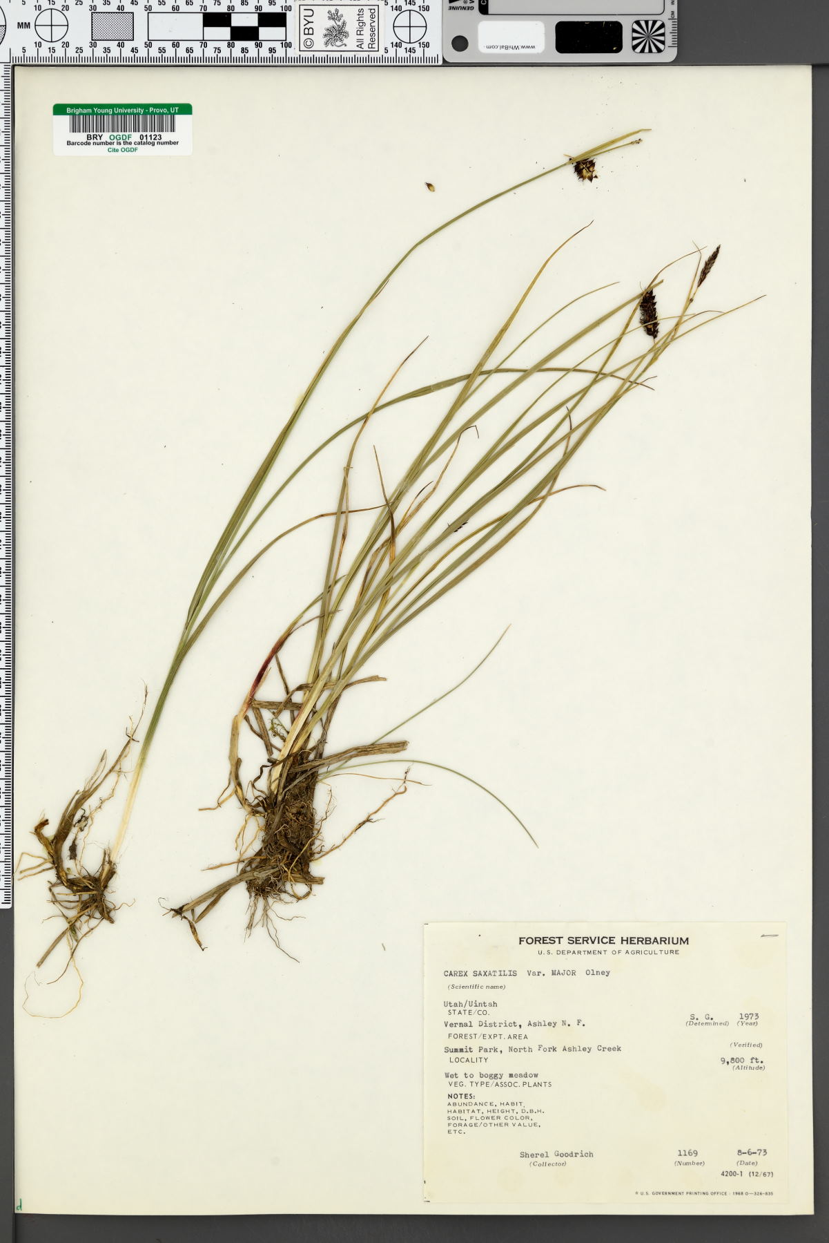 Carex saxatilis var. major image