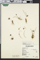 Allium aaseae image