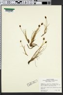 Carex breweri image