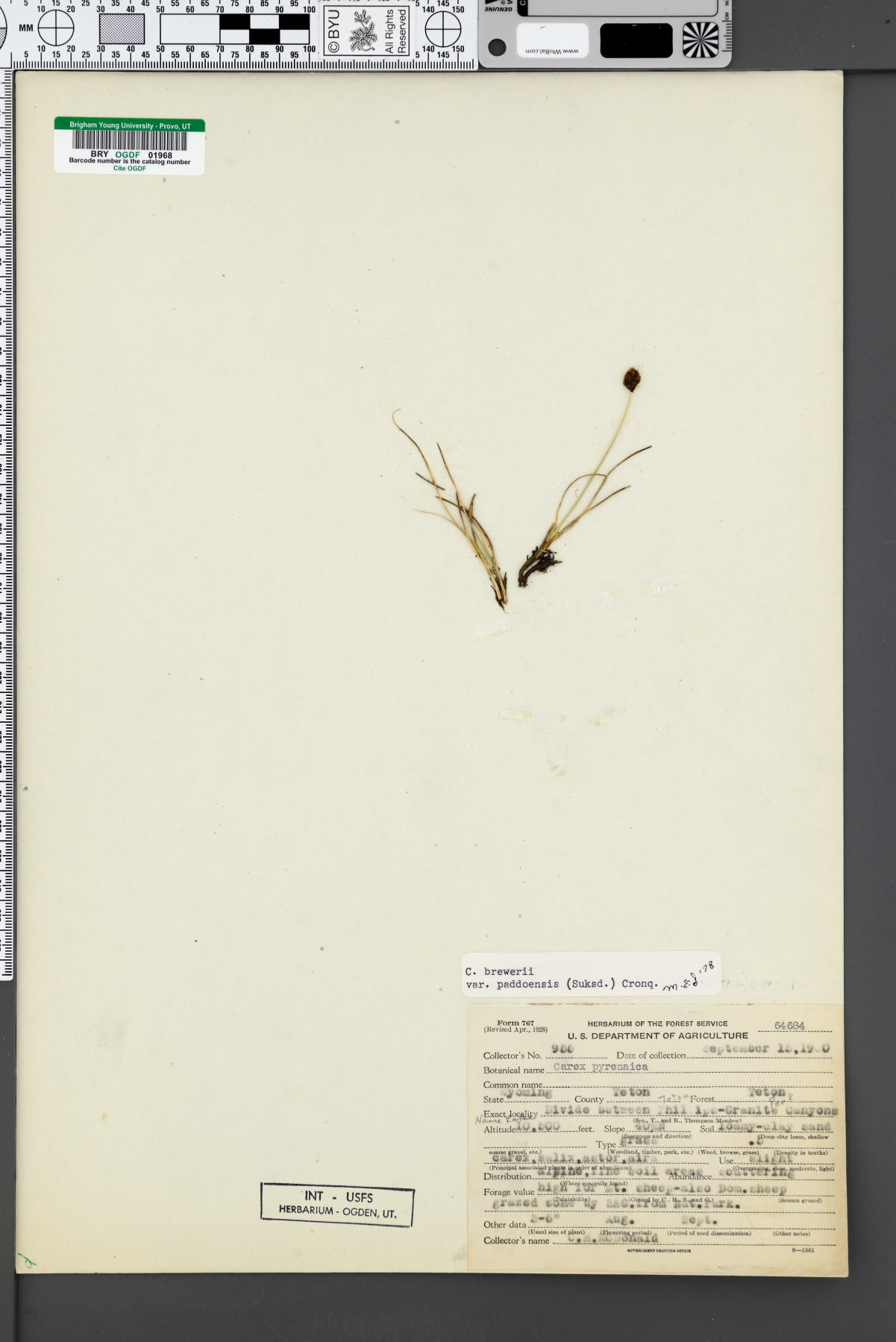 Carex breweri var. paddoensis image