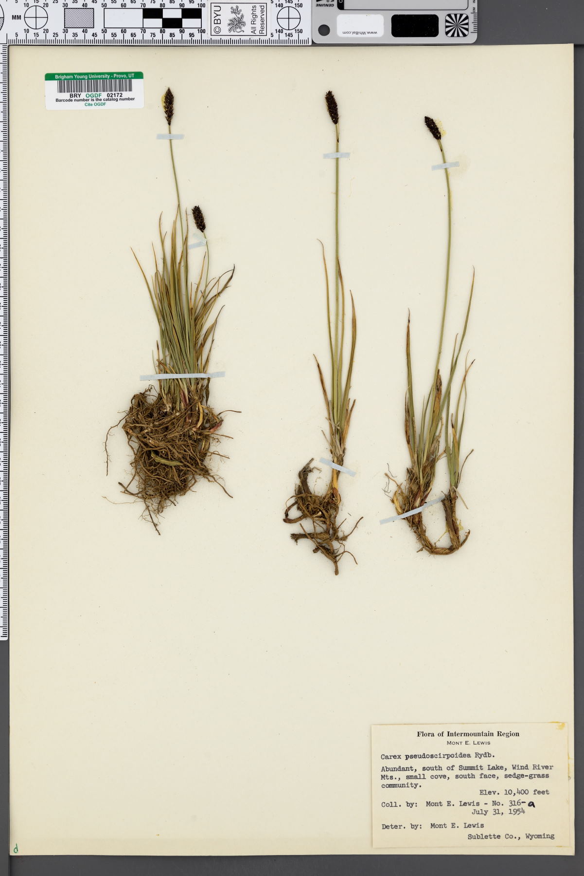 Carex pseudoscirpoidea image