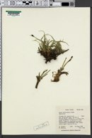 Image of Carex nebraskensis